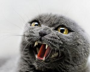 �������� ���� ��������� ����������� ��� ���